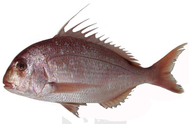 Pagrus caeruleostictus_07.jpg